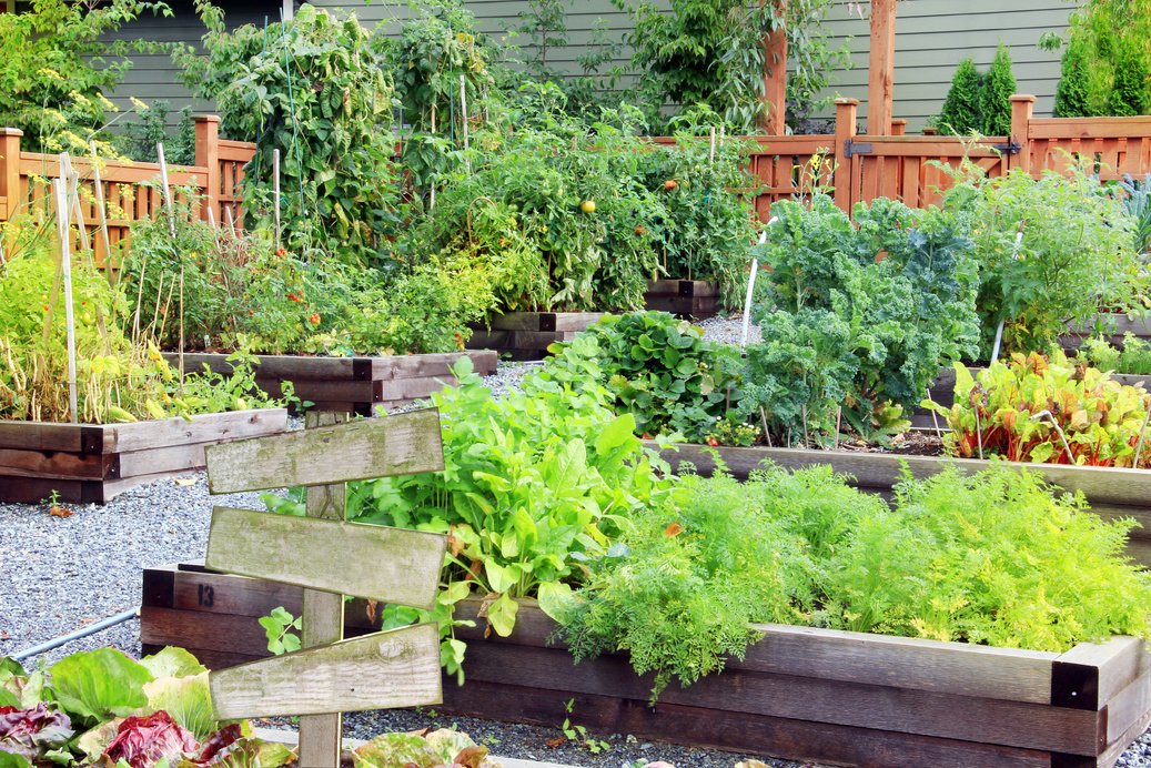 a vegetable garden with wooden raised beds