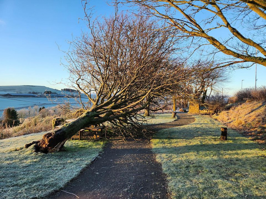 a fallen tree on a country path