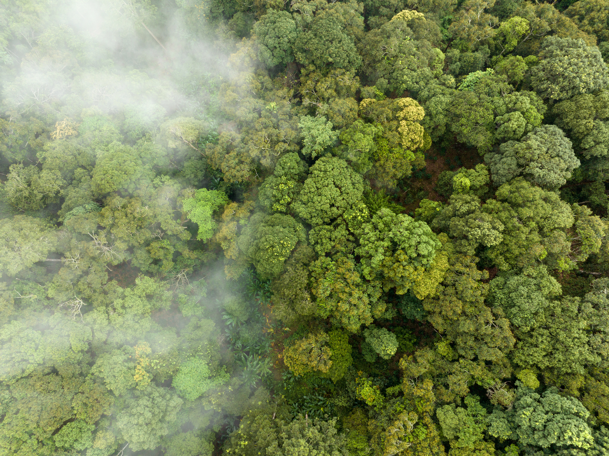 aerial view of tropical rainforest