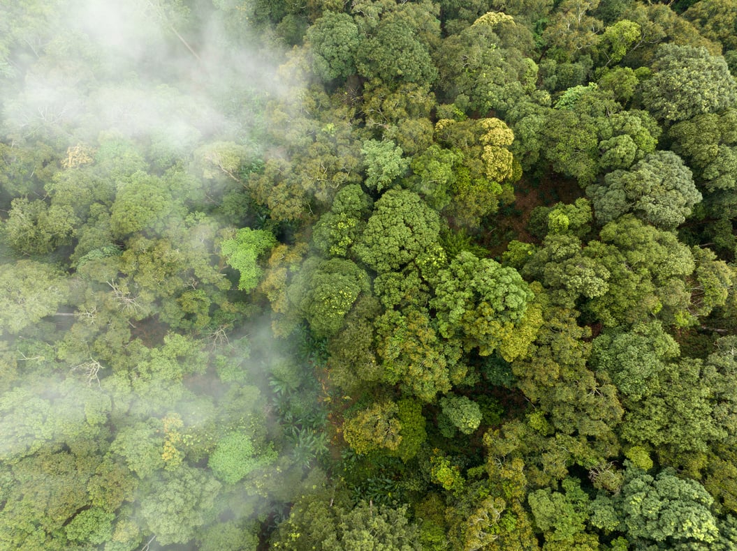 an aerial view of a forest with lots of trees