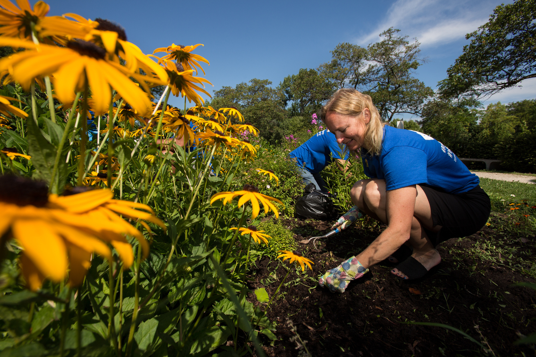 a person in a blue shirt is kneeling down in a flower garden